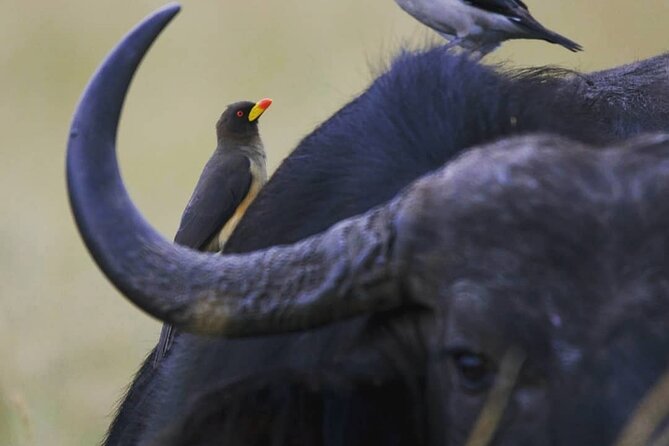 5-Day Lakes and Masai Mara Plains 4 x 4 Safari - Day 3 into Maasai Mara: arrival and an afternoon that counts