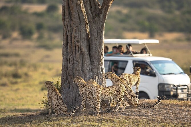 5-Day Lakes and Masai Mara Plains 4 x 4 Safari - Day 5: one last Mara drive, then back to Nairobi