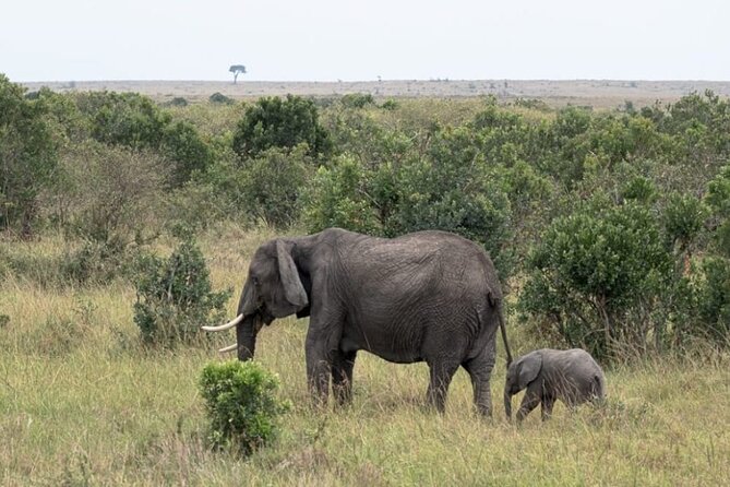 5-Day Masai Mara Lake Nakuru and Naivasha Small-group Safari Tour - Why This Safari Circuit Works (Masai Mara, Nakuru, Naivasha, Hell’s Gate)
