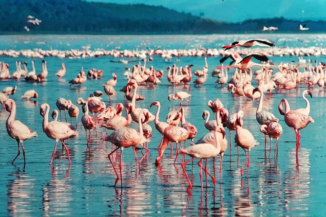 5-Day Masai Mara Lake Nakuru and Naivasha Small-group Safari Tour - The Guide Factor: What Makes the Difference in the Mara and Beyond