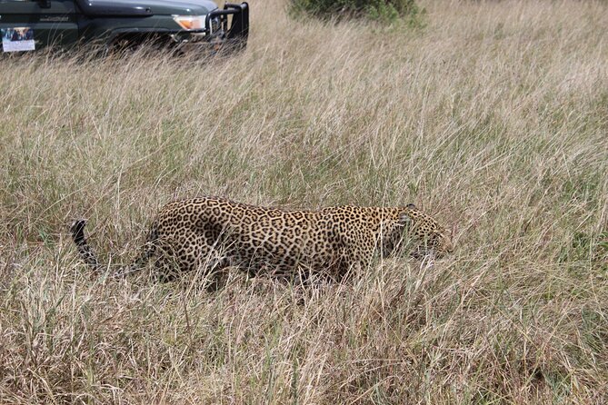 5-Day Private Tour in Kenya's Best Game Parks - Why this private 5-day loop works in Kenya