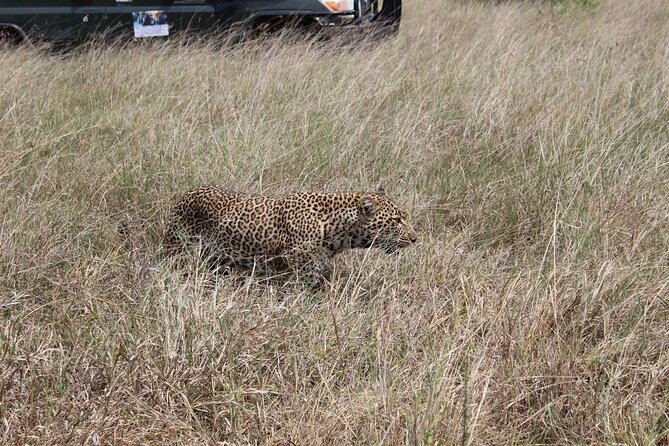 5-Day Private Tour in Kenya's Best Game Parks - Day 1 in Amboseli: Kilimanjaro views and elephants up close