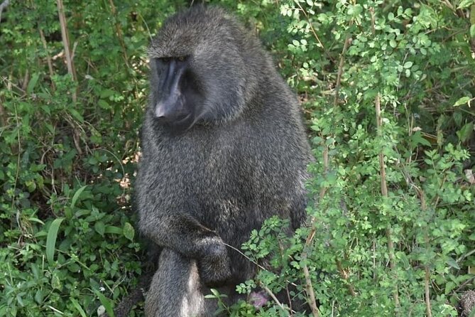 5-Day Safari in Maasai Mara, Lake Nakuru and Naivasha - Maasai Mara, Lake Nakuru and Naivasha, the big-fun route