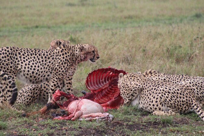 5-Day Safari in Maasai Mara, Lake Nakuru and Naivasha - Day 2: full-day Maasai Mara for Big Five chances and the migration effect