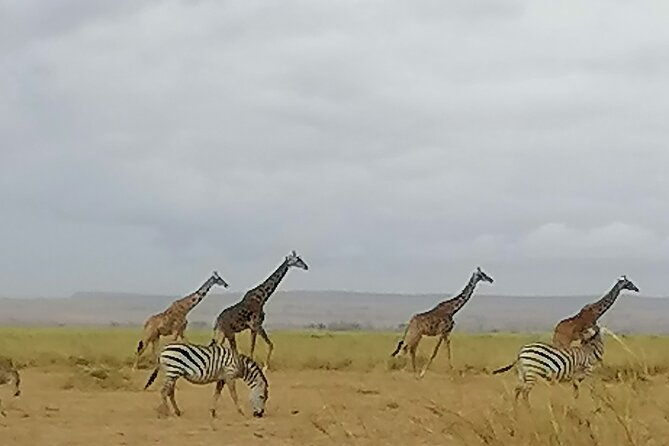 5-Day Safari in Maasai Mara, Lake Nakuru and Naivasha - Day 4: Naivasha white rhinos, possible flamingos, and a boat ride