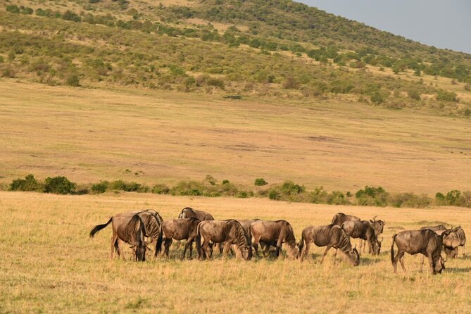 5-Day Safari in Maasai Mara, Lake Nakuru and Naivasha - Inside the pop-up roof van and private camp setup