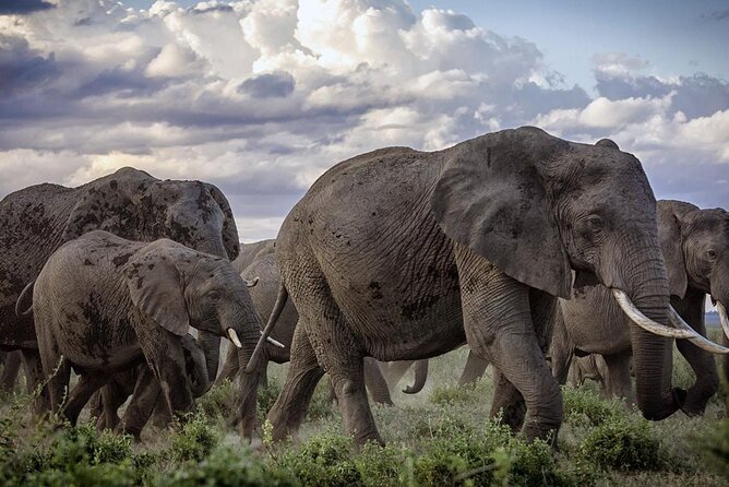 5-Day Safari Tour in 3 National Parks - Amboseli at sunrise: why Mzima Springs comes before you chase the bigger animals