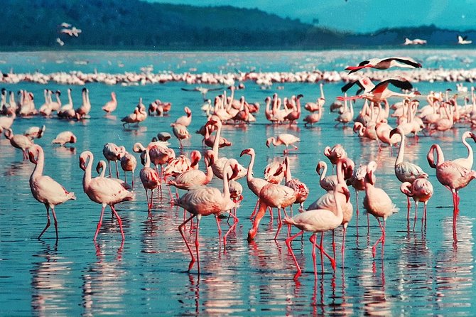 5 Days/4 Nights Kenya Safari - Day 1 in Maasai Mara: Rift Valley Drive, Narok Lunch, First Game Drive