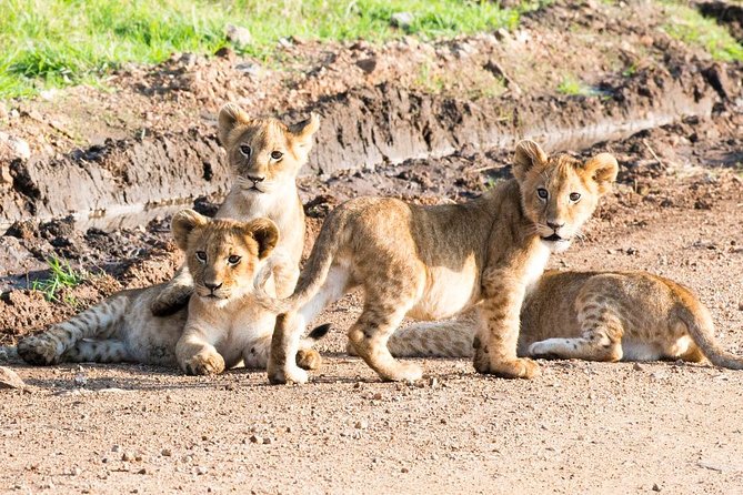 5 Days/4 Nights Kenya Safari - Day 4 for Amboseli: Early Start, Viewing Point Stop, and Flamingo-Grade Bird Time