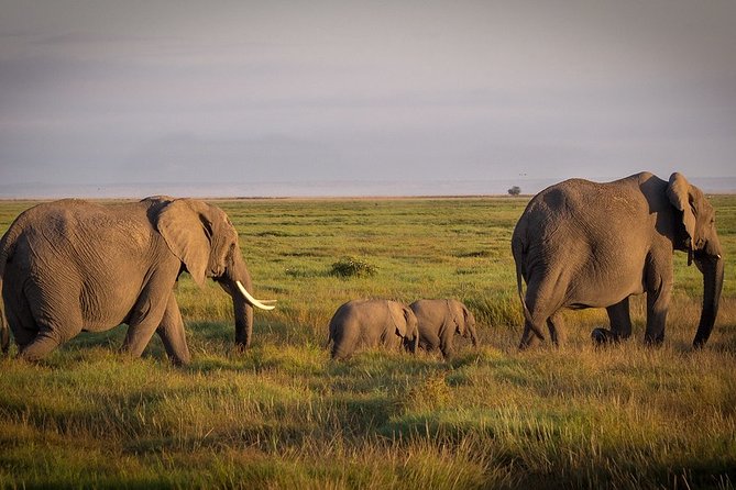 5 Days/4 Nights Kenya Safari - Day 5 Morning Drive for Mount Kilimanjaro Views, Then Back to Nairobi