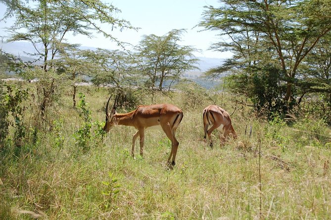 5 Days Best Of Kenya Safari - Key things I’d clock before you go