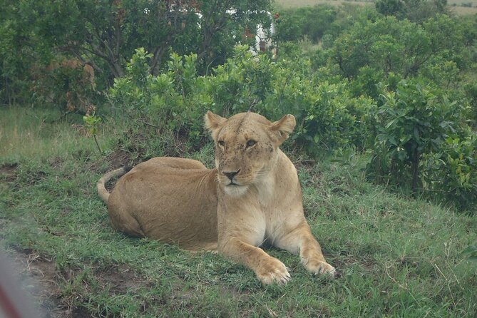 5 Days Budget Safari To Masai Mara, Lake Nakuru and Lake Naivasha - Key things to know before you go