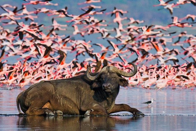 5 Days Hell's Gate, L. Naivasha, L. Nakuru & Masai Mara Luxury Safari - Maasai Mara National Reserve: Big Cats, Big Plains, and Big Possibility