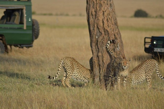 5 Days Highlights of Kenya - Key things I’d plan around