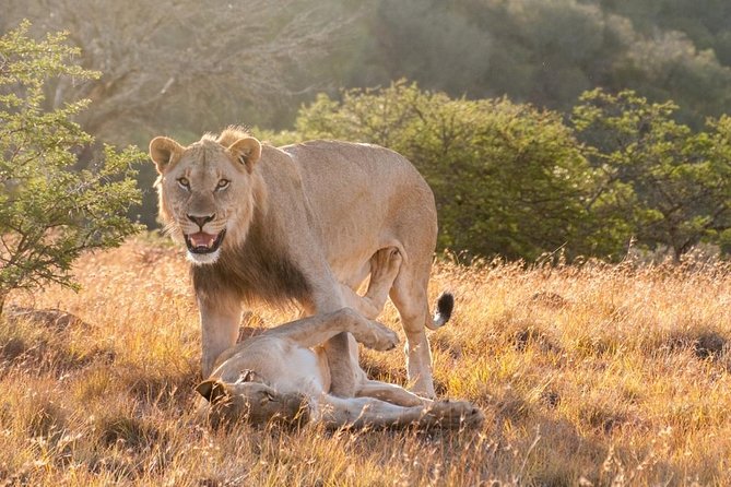 5 Days Kenya Masai Mara and Lake Nakuru Private Tour - Day 5: Final Nakuru game drive, then back to Nairobi