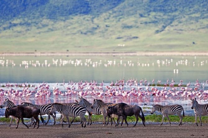 5 Days Kenya Masai Mara and Lake Nakuru Private Tour - Lodges, meals, and what’s actually included