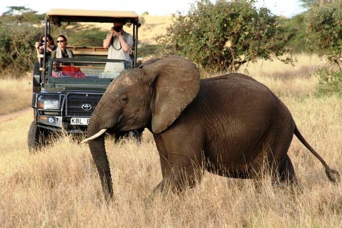 5 Days Kenya Masai Mara and Lake Nakuru Private Tour - Guide quality and private-tour dynamics (Simon and Nicholas)