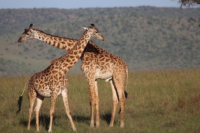 5 Days Lake Naivasha, Lake Nakuru, & Masai Mara - Price and value: is $2,671 a fair deal for 5 days?