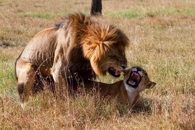 5 Days Lake Nakuru-Lake Naivasha & Maasai Mara Safari - Nairobi return day: quick Maasai culture, then on to the airport