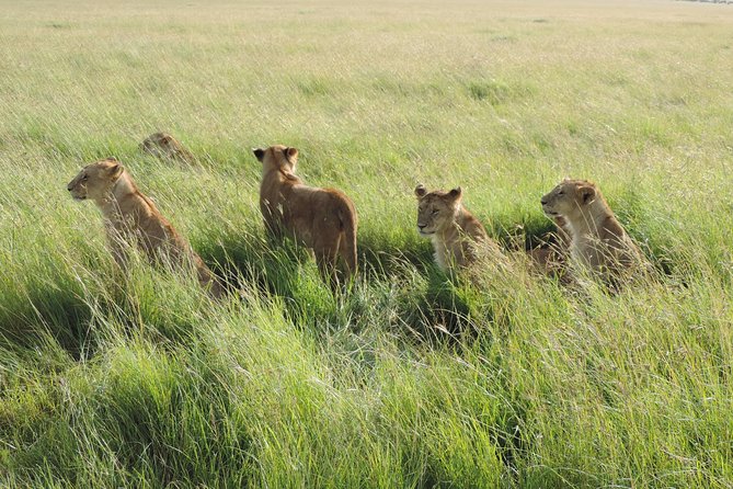 5 Days Lake Nakuru-Lake Naivasha & Maasai Mara Safari - How to get the most wildlife from a short five-day schedule