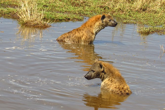 5 Days Lake Nakuru-Lake Naivasha & Maasai Mara Safari - Hell’s Gate: biking and gorges, not just sitting in a truck