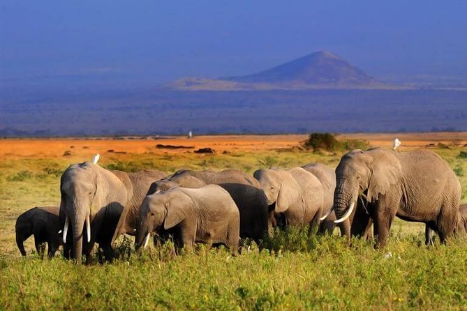 5 Days Maasai mara, Lake Nakuru, samburu private lodge safari - Maasai Mara: Mara Savannah, Predator Chances, and the Mara River Stops