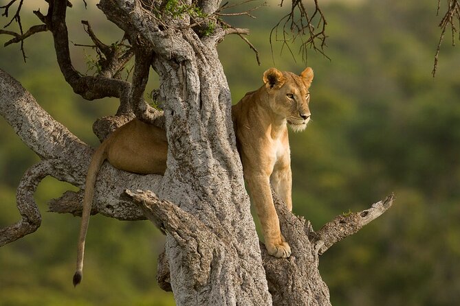 5 Days Magical Kenya Safari Private Tour - Maasai Mara day one: arrival timing, plains game, and migration context