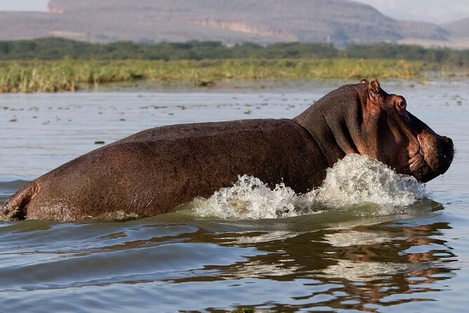 5 Days Masai Mara, Lake Nakuru & Naivasha Budget Joining Safari - Day 1: Maasai Mara arrival, Rift Valley viewpoint stop, and evening game drive