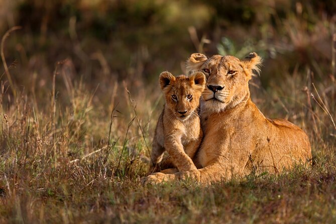 5 Days Masai Mara, Lake Nakuru & Naivasha Budget Joining Safari - Camps, meals, and group size: what “budget joining safari” means in practice