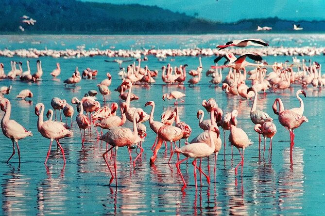 5 Days Masai Mara, Lake Nakuru & Naivasha Budget Joining Safari - Price and value: is $810 fair for this route?