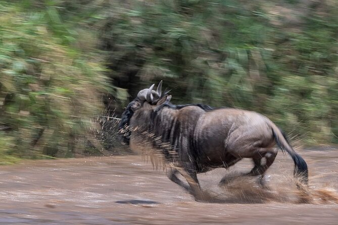 5 days Masai Mara Wildebeest migration safari - From Nairobi to the Mara, the timing that makes or breaks wildlife