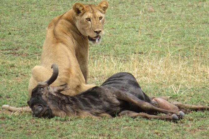 5 days Masai Mara Wildebeest migration safari - Day 2 07:30 Mara start: Rift Valley views, then Big Five chances