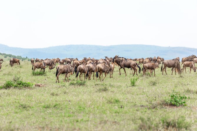 5 days Masai Mara Wildebeest migration safari - Day 5 back to Nairobi by 1300: Rift Valley viewpoint and optional Carnivore lunch