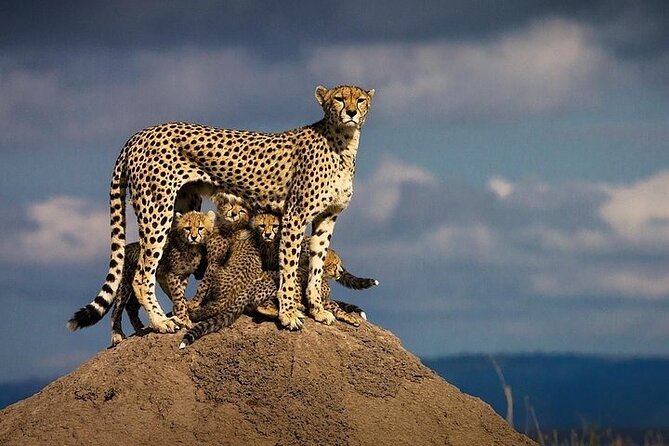 5 Days Mombasa,Tsavo East, Taita Salt Lick, Tsavo West, Amboseli, - Ending in Nairobi with a final big meal at Carnivore