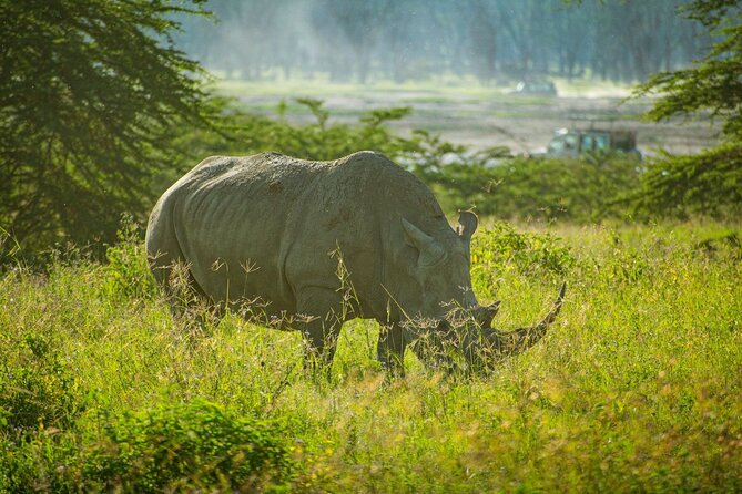 5 Days of Kenyan Magic: A Whirlwind Safari Adventure - A five-day circuit from Maasai Mara to Lake Naivasha