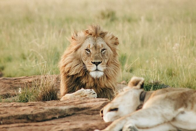 5 Days of Kenyan Magic: A Whirlwind Safari Adventure - Day 2 full-day Maasai Mara drives and possible migration moments