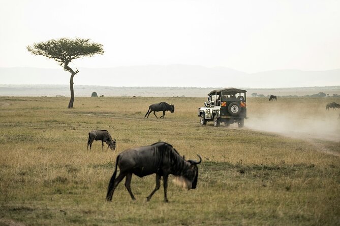 5 Days of Kenyan Magic: A Whirlwind Safari Adventure - Day 4 Lake Naivasha boat trip: birds, hippos, and Crescent Island walking