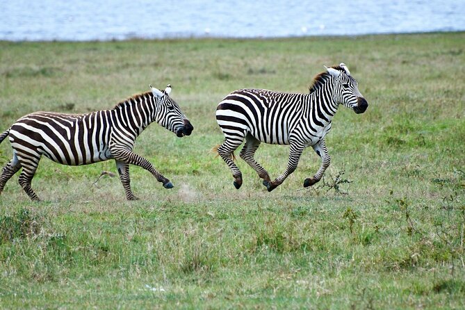 5 Days of Kenyan Magic: A Whirlwind Safari Adventure - Price and logistics: is $1,800 worth it for 5 days?