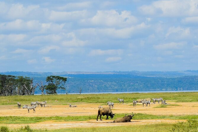 5 Days of Kenyan Magic: A Whirlwind Safari Adventure - Private transport, small groups, and why the timing matters
