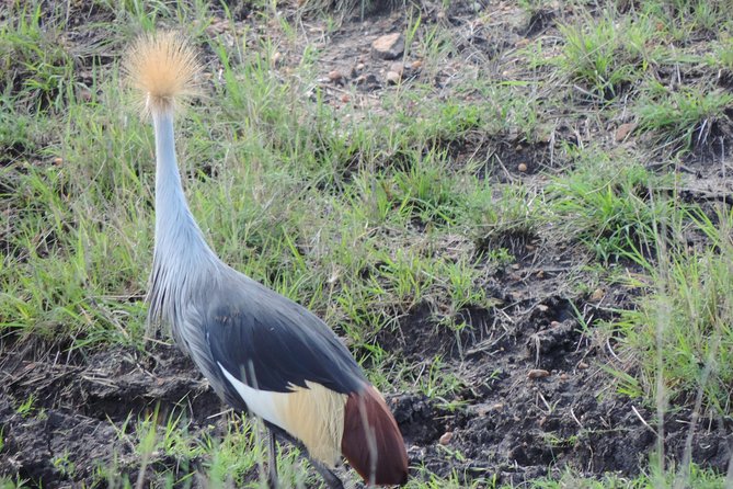 5 Days Ol Pejeta-Lake Nakuru-Masai Mara Mid-Comfort Safari - Price and value: what $2,027 is really buying