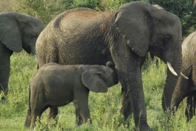 5 Days Ol Pejeta-Lake Nakuru-Masai Mara Mid-Comfort Safari - Your driver and guide quality, and why it matters