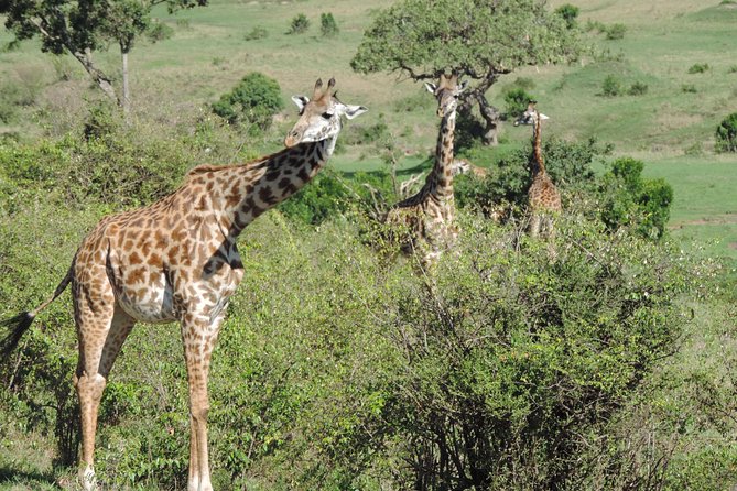 5 Days Ol Pejeta-Lake Nakuru-Masai Mara Mid-Comfort Safari - Packing and timing tips so you enjoy the long days
