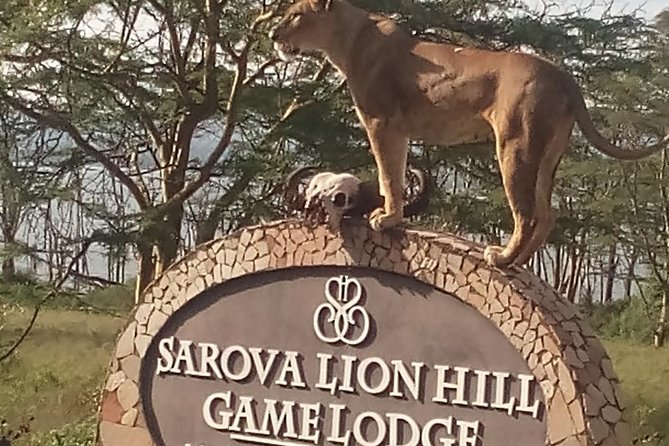 5 Days Safari to Aberdare N/P, Nakuru N/P and Maasai Mara N/R. - A five-day safari that mixes forest, pink lakes, and Mara sunrise