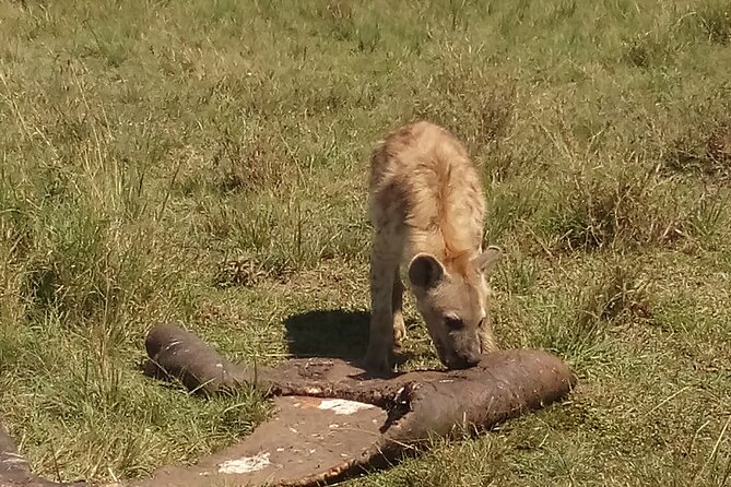 5 Days Safari to Amboseli N/P, Lake Naivasha, Maasai Mara N/R. - Day 3: Maasai Mara Arrival, First Game Drive, and That Savannah Sunset