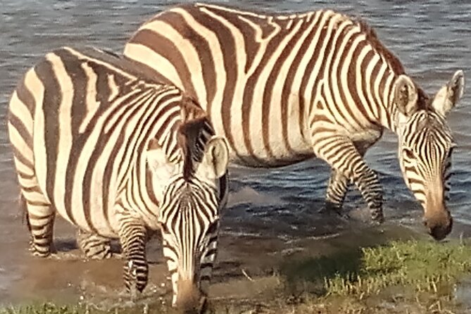 5 Days Safari to Amboseli N/P, Lake Naivasha, Maasai Mara N/R. - Day 4: A Full-Day Maasai Mara Drive With Picnic Lunch