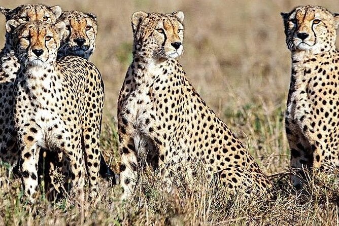 5 Days Safari to Amboseli N/P, Lake Naivasha, Maasai Mara N/R. - Day 5: Early Lions and a Mara Sunrise Before Nairobi