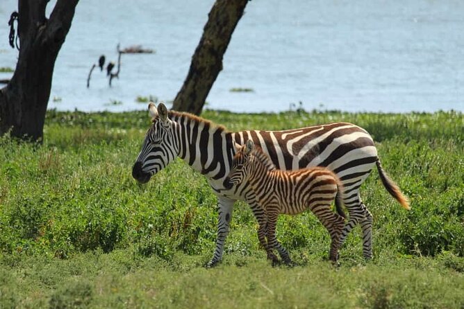 5 Days Safari to Amboseli N/P, Lake Naivasha, Maasai Mara N/R. - What $2,800 Gets You, and Why It Feels Like Value
