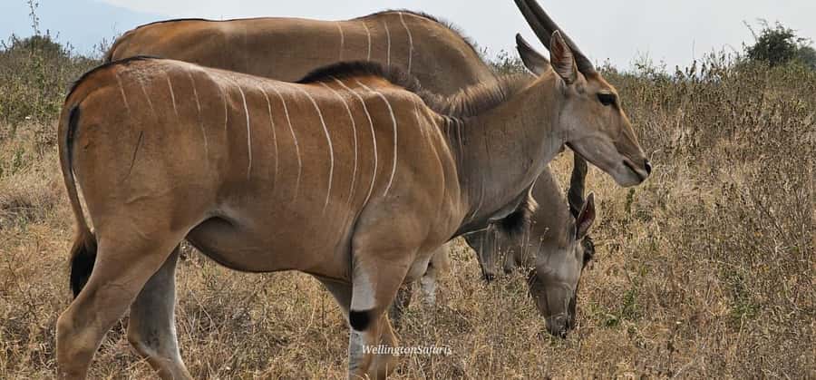 5-Hour Nairobi National Park 4x4 Safari with Free Pickup - Birds and the “400+ species” effect on your attention span