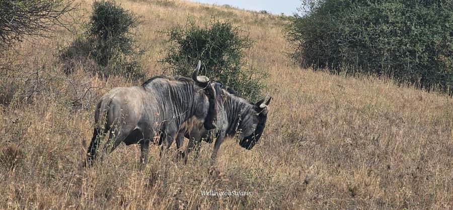5-Hour Nairobi National Park 4x4 Safari with Free Pickup - Private, small group, or shared tour: choosing what fits your day