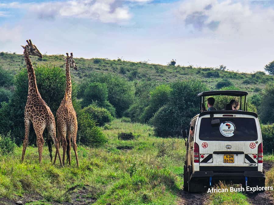 5-Hour Nairobi National Park 4x4 Safari with Free Pickup - What to bring so you enjoy every minute